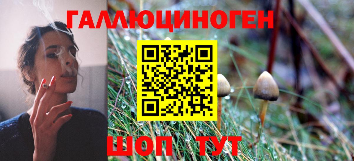 Псилоцибиновые грибы Cubensis Канск